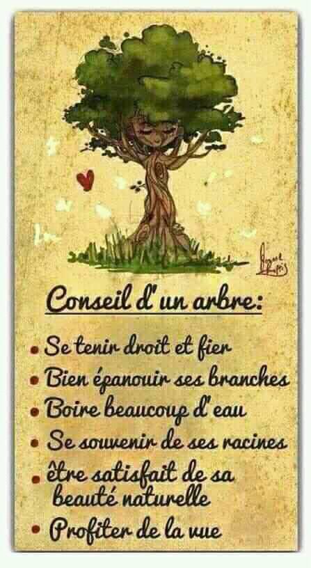 Nature : les conseils d'un arbre